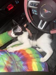 Found/Stray Male Cat last seen Loango and Calvados , Lakeside, FL 32065