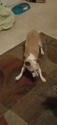 Lost Female Dog last seen Louisiana chicken , Long Beach, CA 90805