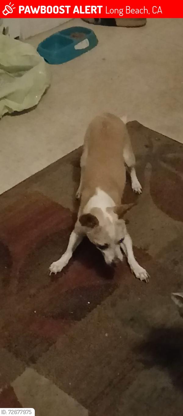 Lost Female Dog last seen Louisiana chicken , Long Beach, CA 90805