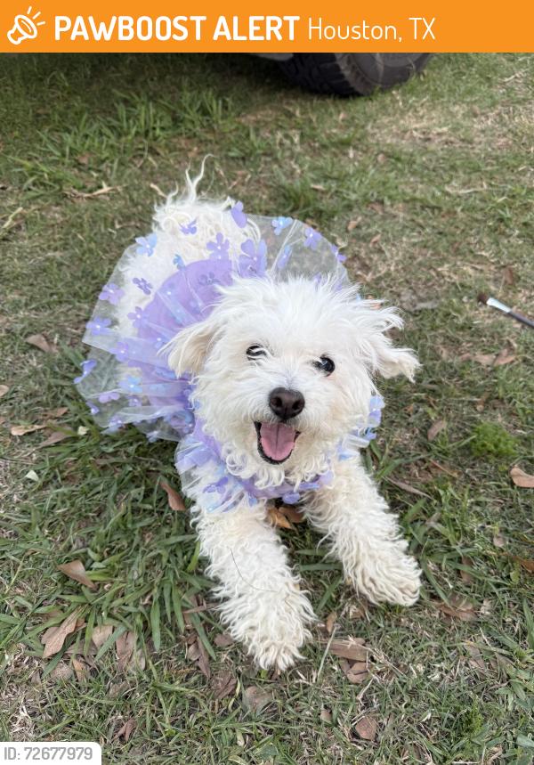 Found/Stray Female Dog last seen Bellfort, Houston, TX 77033