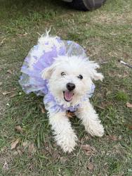 Found/Stray Female Dog last seen Bellfort, Houston, TX 77033