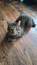 Lost Male Cat last seen Near leavenworth rd , Kansas City, KS 66104