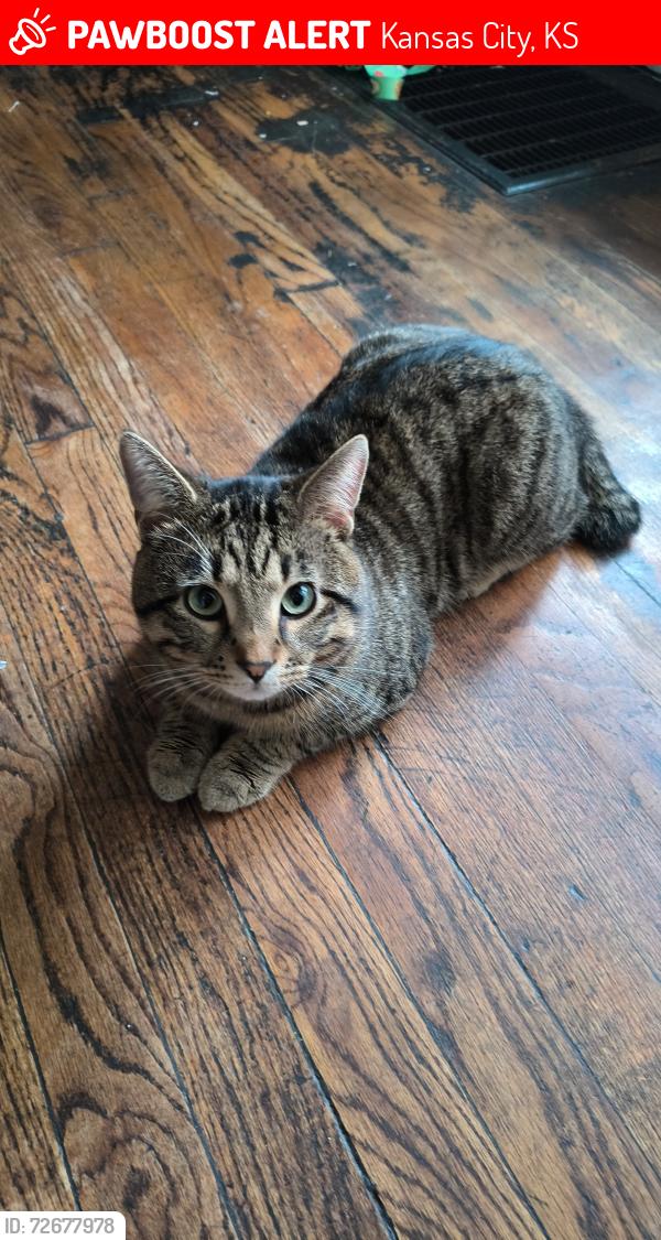 Lost Male Cat last seen Near leavenworth rd , Kansas City, KS 66104