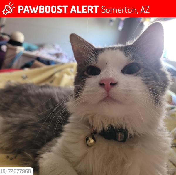Lost Male Cat last seen E Angelica St / S Bingham Ave , Somerton, AZ 85350
