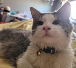 Lost Male Cat last seen E Angelica St / S Bingham Ave , Somerton, AZ 85350