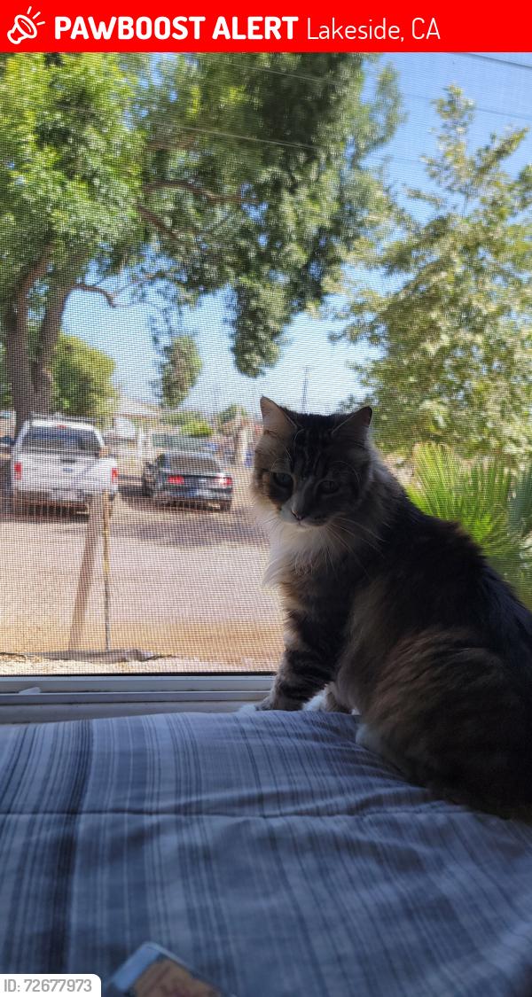 Lost Male Cat last seen Between Midranch and Arcadia, Lakeside, CA 92040