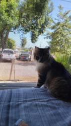Lost Male Cat last seen Between Midranch and Arcadia, Lakeside, CA 92040