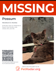 Lost Female Cat last seen Wendwood subdivision and Rangers Gate subdivision , Cobb County, GA 30062