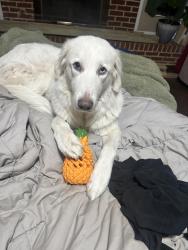 Lost Female Dog last seen At  on Ruby St, Midland, TX 79703