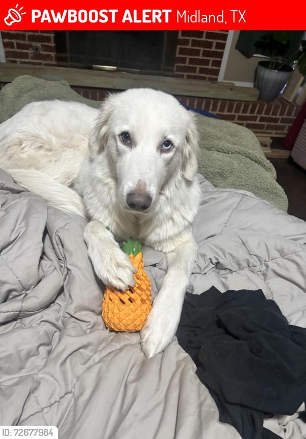 Lost Female Dog last seen At  on Ruby St, Midland, TX 79703