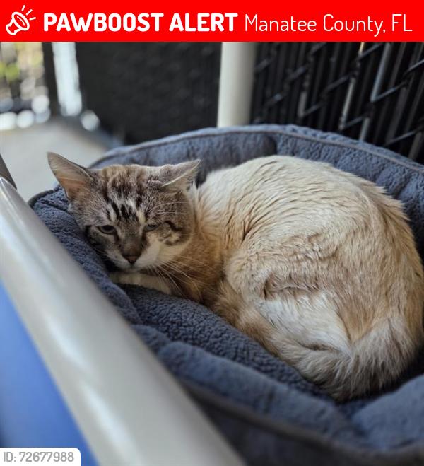 Lost Male Cat last seen 63rd ave and 8th st ct w, Manatee County, FL 34207