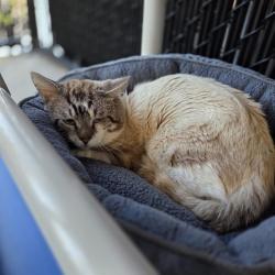 Lost Male Cat last seen 63rd ave and 8th st ct w, Manatee County, FL 34207