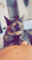 Lost Female Cat last seen Big farm road, Panama City, FL 32405