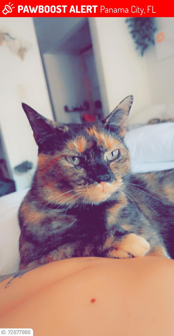 Lost Female Cat last seen Big farm road, Panama City, FL 32405