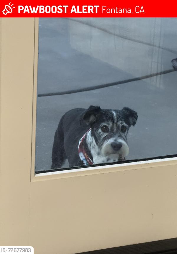 Lost Male Dog last seen beech ave & sierra lakes, Fontana, CA 92336