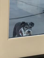 Lost Male Dog last seen beech ave & sierra lakes, Fontana, CA 92336