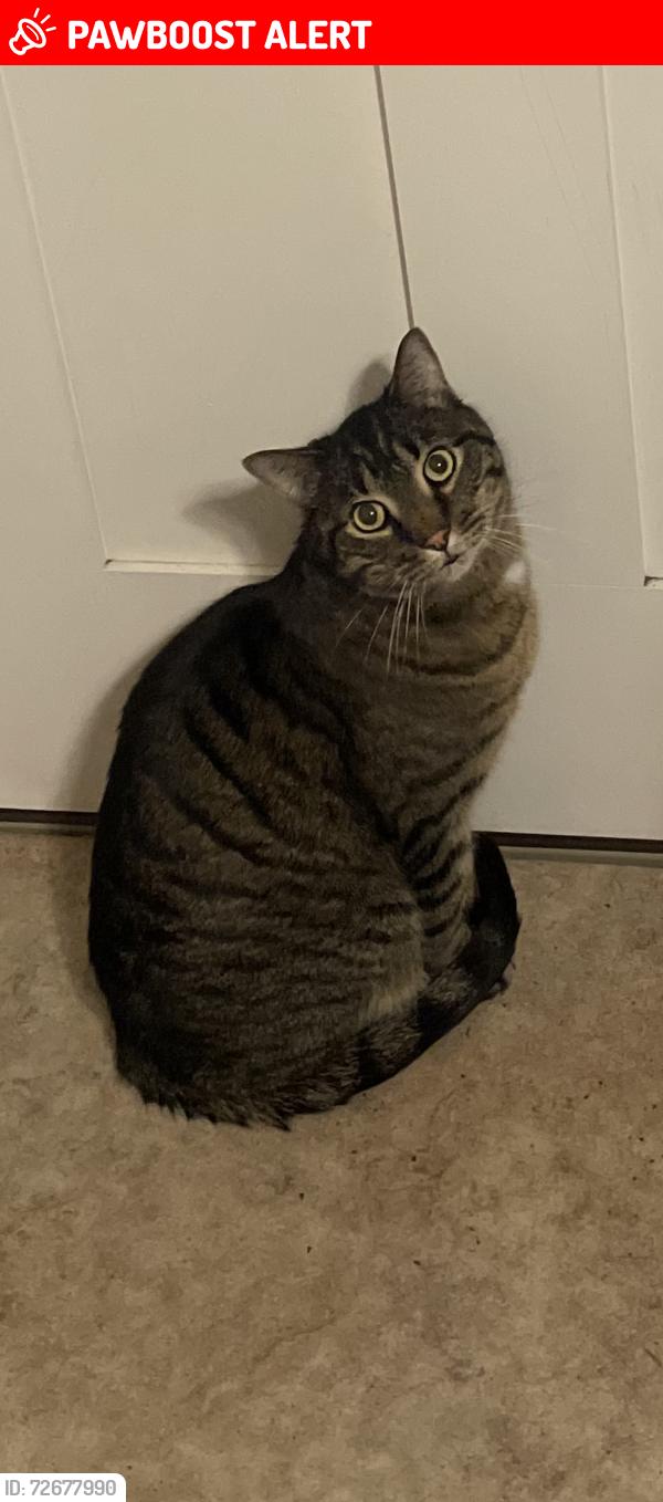 Lost Male Cat last seen Stratton Meadows Neighborhood , Colorado Springs, CO 80905
