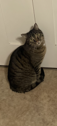 Lost Male Cat last seen Stratton Meadows Neighborhood , Colorado Springs, CO 80905