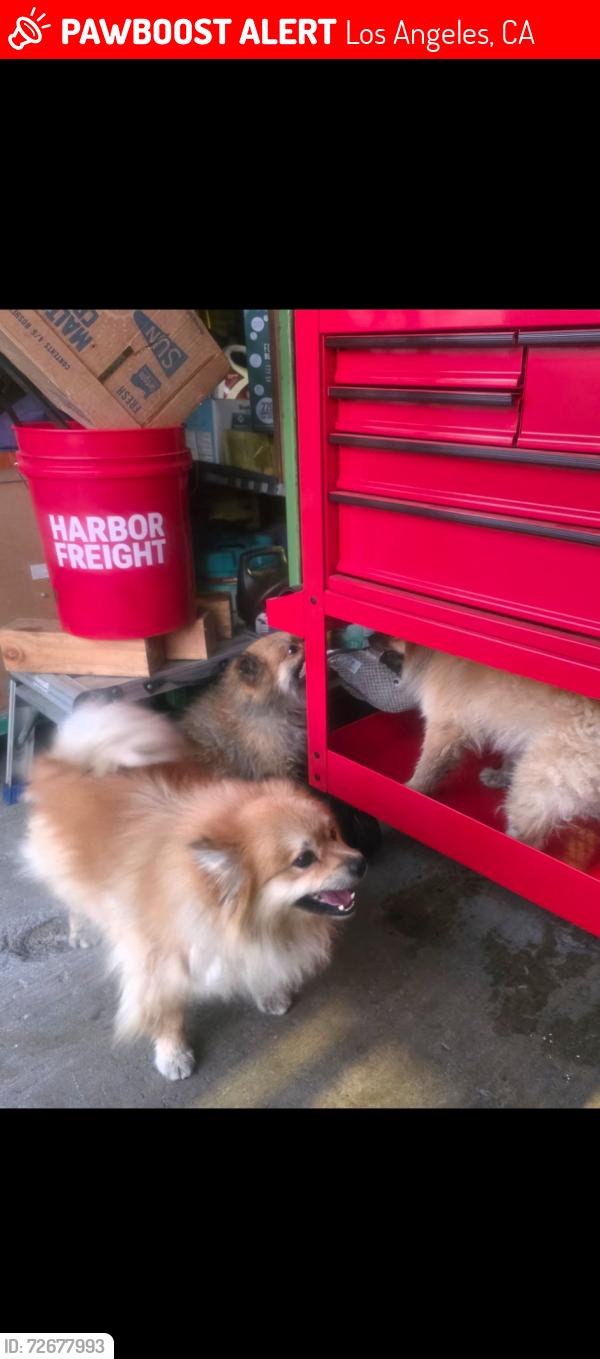 Lost Male Dog last seen foothill police station, Los Angeles, CA 91331