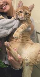 Reunited Male Cat last seen Alice St & 12th St, Oakland, CA 94607