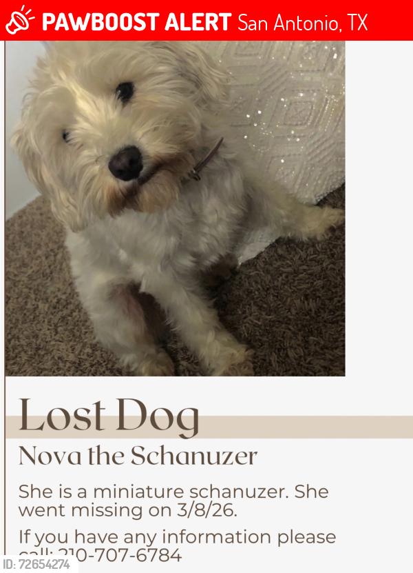 Lost Female Dog last seen Near saddlebrook drive, San Antonio, TX 78245