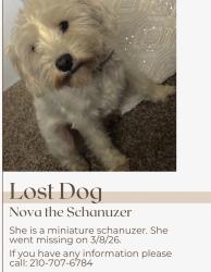 Lost Female Dog last seen Near saddlebrook drive, San Antonio, TX 78245