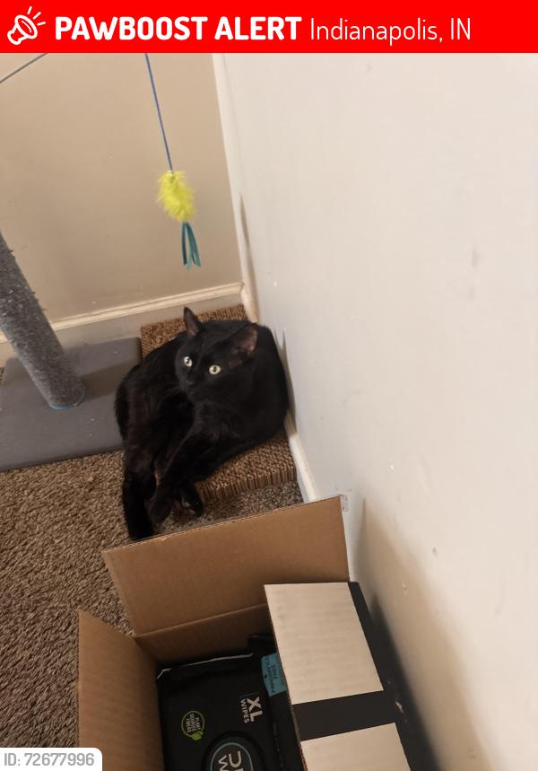 Lost Male Cat last seen Brandenburg lane, Indianapolis, IN 46239