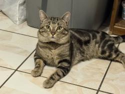 Lost Male Cat last seen Near east Hoover , Orange, CA 92867