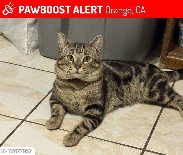 Lost Male Cat last seen Near east Hoover , Orange, CA 92867