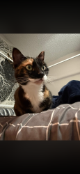 Lost Female Cat last seen Summerchase at Riverchase apmts, valleydale road, Hoover, AL 35244