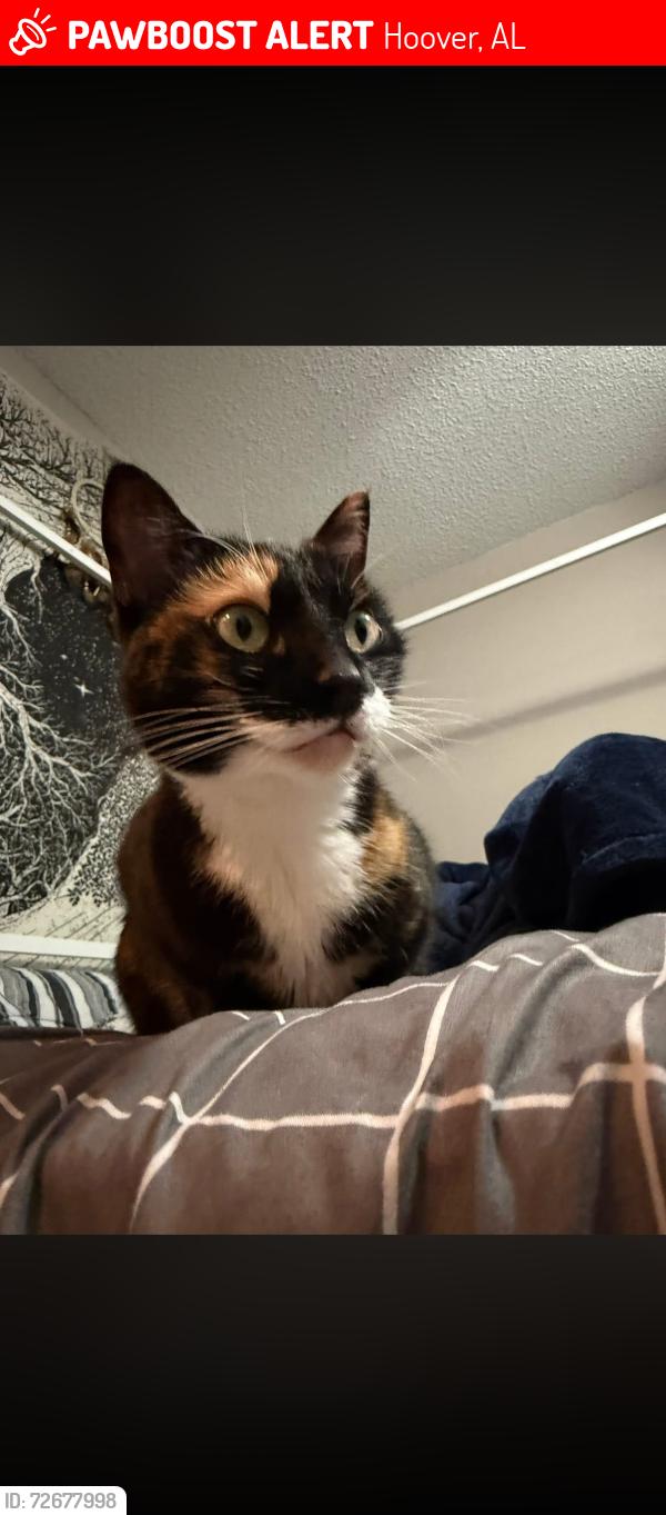 Lost Female Cat last seen Summerchase at Riverchase apmts, valleydale road, Hoover, AL 35244