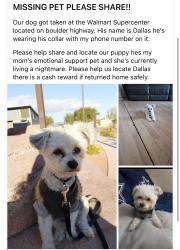Lost Male Dog last seen Walmart on bolder highway parking lot , Las Vegas, NV 89122
