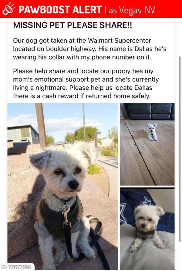 Lost Male Dog last seen Walmart on bolder highway parking lot , Las Vegas, NV 89122