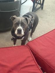Found/Stray Female Dog last seen L st, Chula Vista, CA 91911