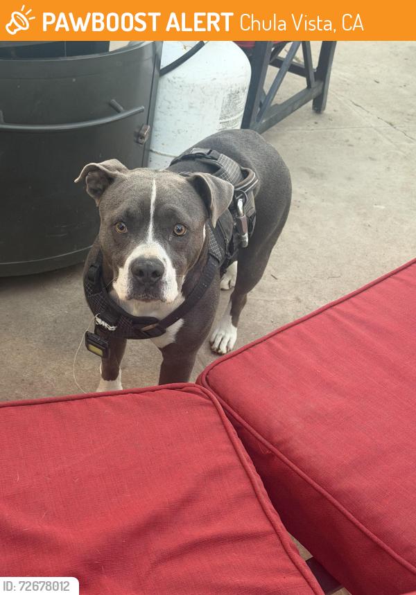 Found/Stray Female Dog last seen L st, Chula Vista, CA 91911