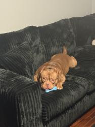Lost Male Dog last seen shady lawn dr, Greensboro, NC 27408