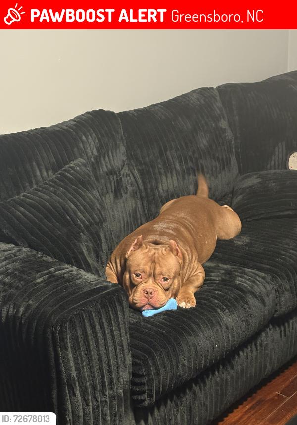 Lost Male Dog last seen shady lawn dr, Greensboro, NC 27408