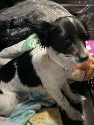 Found/Stray Female Dog last seen Lucille Ave. and 29th St, McAllen, TX 78503