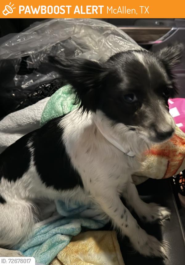 Found/Stray Female Dog last seen Lucille Ave. and 29th St, McAllen, TX 78503