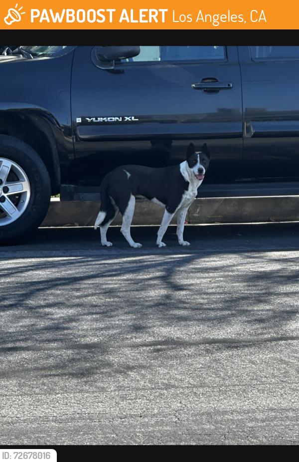 Found/Stray Unknown Dog last seen Valerio & De Soto, Los Angeles, CA 91303