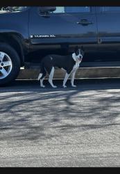 Found/Stray Unknown Dog last seen Valerio & De Soto, Los Angeles, CA 91303