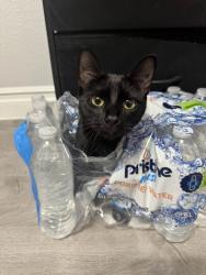 Lost Female Cat last seen Indian Shores Rd, Crosby, TX 77532