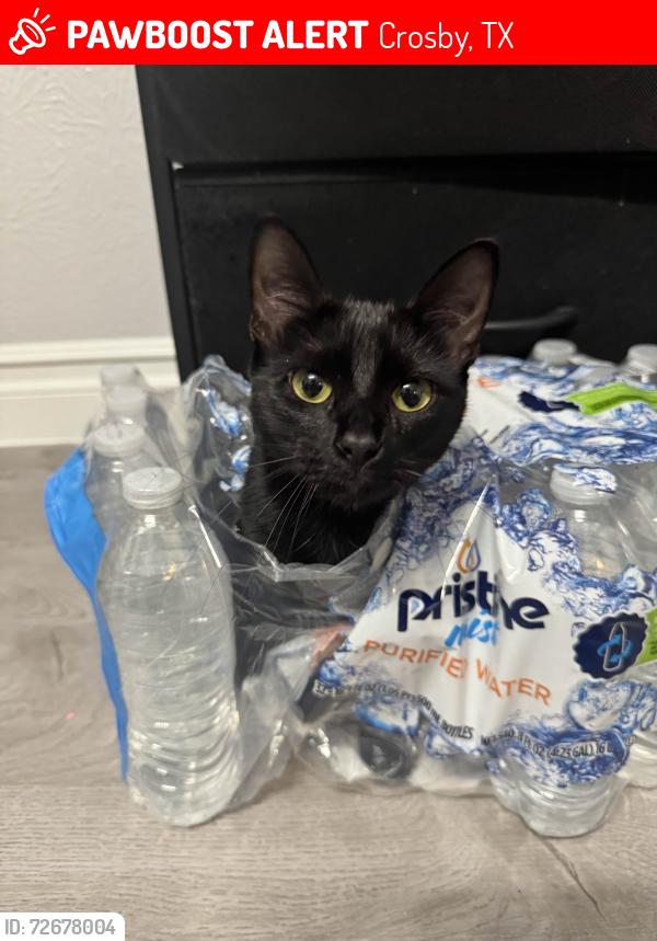 Lost Female Cat last seen Indian Shores Rd, Crosby, TX 77532