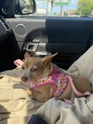 Lost Female Dog last seen 24th road and Coral Way, Miami, FL 33129