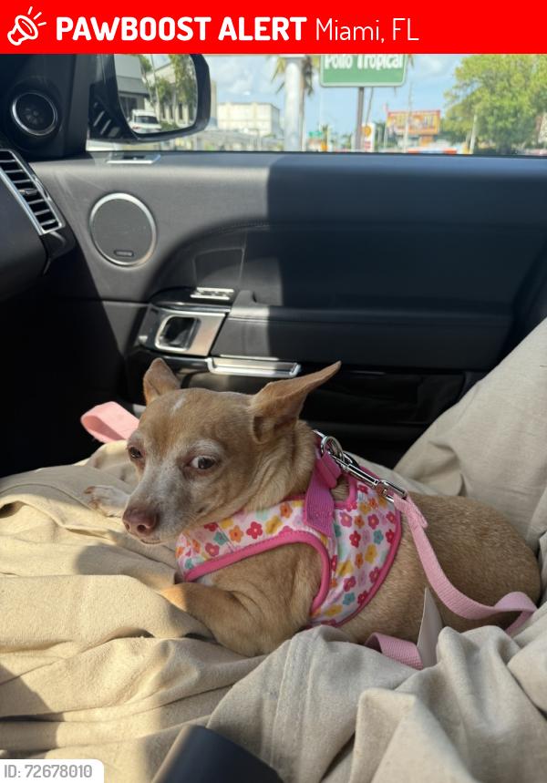 Lost Female Dog last seen 24th road and Coral Way, Miami, FL 33129