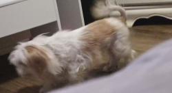 Lost Female Dog last seen Near chesham drive rowlett tx, Rowlett, TX 75088
