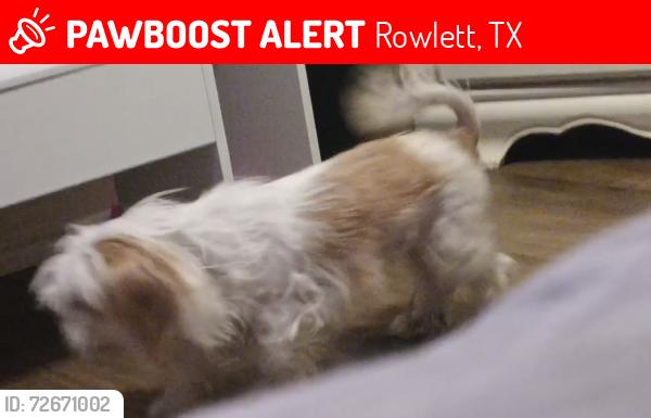 Lost Female Dog last seen Near chesham drive rowlett tx, Rowlett, TX 75088