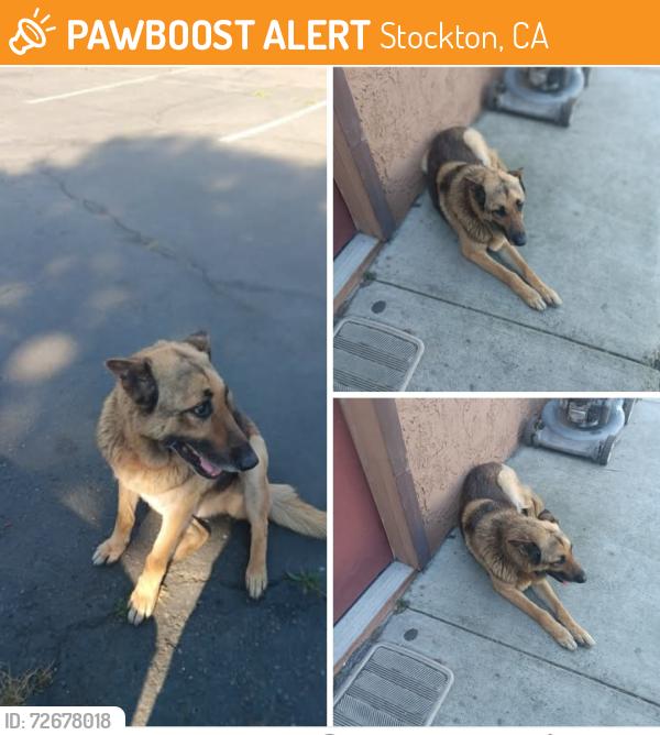 Found/Stray Female Dog last seen Farmington rd/99 freeway, Stockton, CA 95215