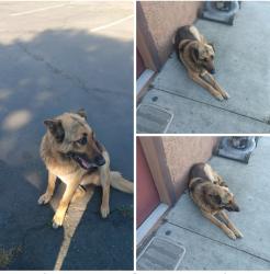 Found/Stray Female Dog last seen Farmington rd/99 freeway, Stockton, CA 95215
