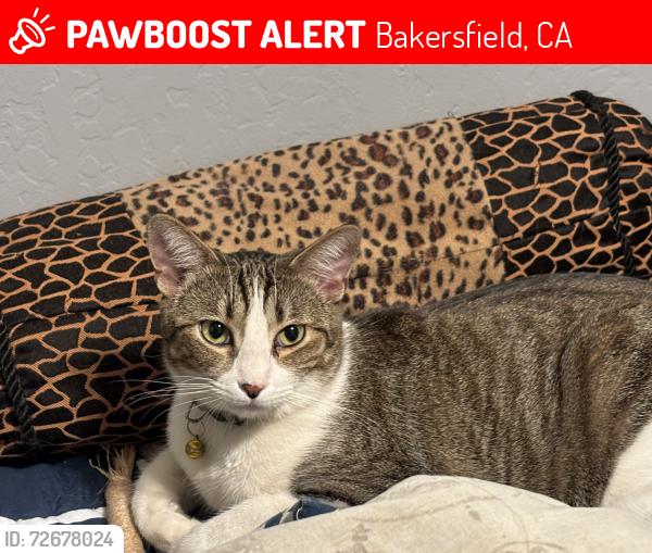 Lost Female Cat last seen Buena Vista and Panama, Bakersfield, CA 93311